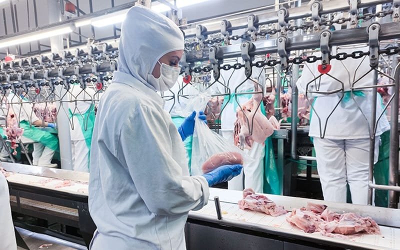 Indústria agroindústria frango produção exportação